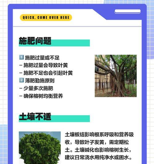榕树盆景叶子发黄掉落的原因及解决办法？