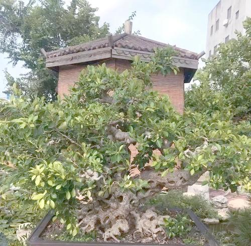 榕树盆景叶子发黄掉落的原因及解决办法？