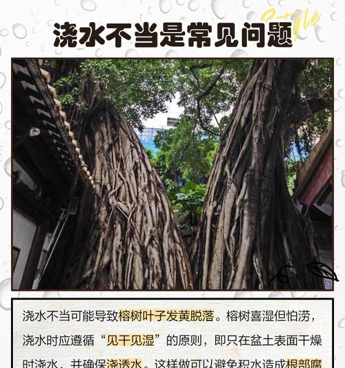榕树盆景叶子发黄掉落的原因及解决办法？