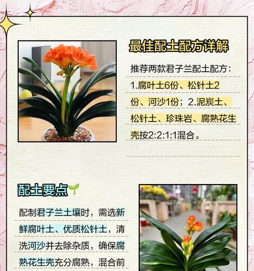 君子兰生根肥推荐是什么？
