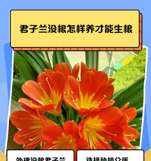 君子兰生根肥推荐是什么？