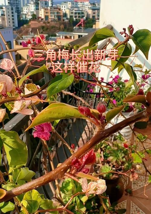 三角梅小苗生长缓慢的原因及解决方法是什么？