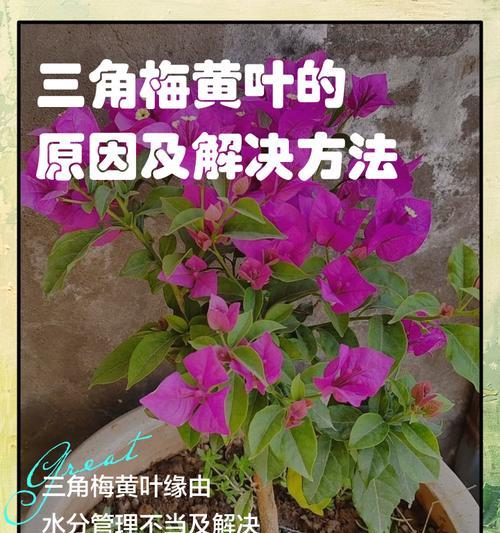 三角梅小苗生长缓慢的原因及解决方法是什么？