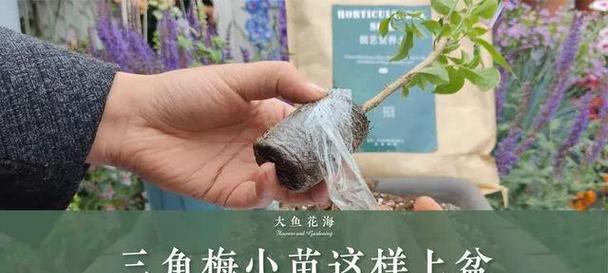 三角梅小苗生长缓慢的原因及解决方法是什么？