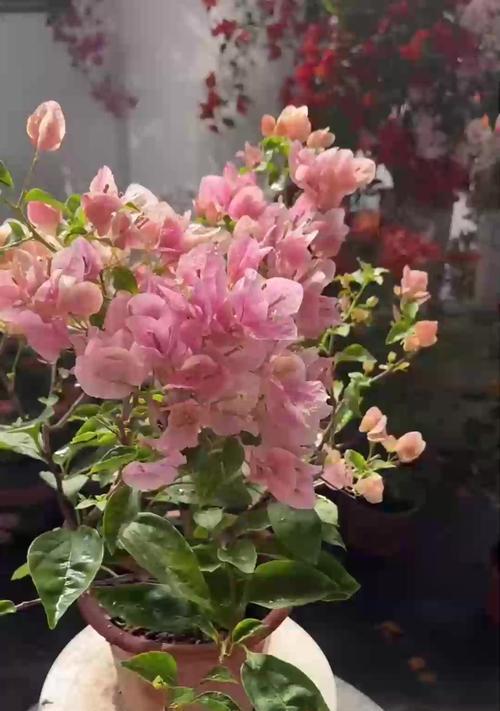 三角梅木质化枝条修剪方法是什么？修剪的正确步骤有哪些？