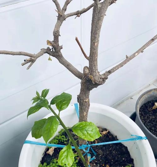 三角梅木质化枝条修剪方法是什么？修剪的正确步骤有哪些？