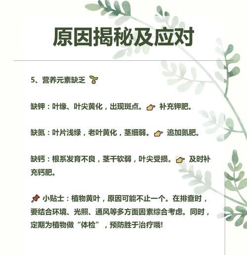 植物叶子发黄应如何处理？
