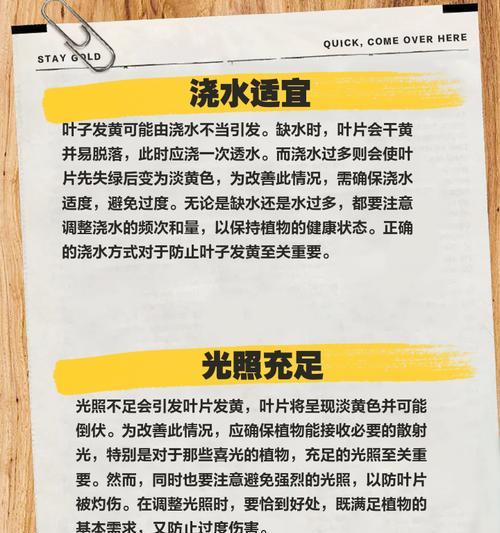 植物叶子发黄应如何处理？