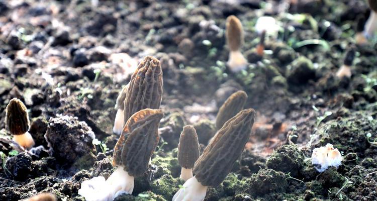 羊肚菌栽培技术特点是什么？