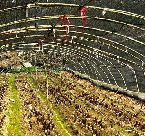 羊肚菌栽培技术特点是什么？