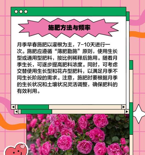 蔷薇花前施肥的正确方法是什么？