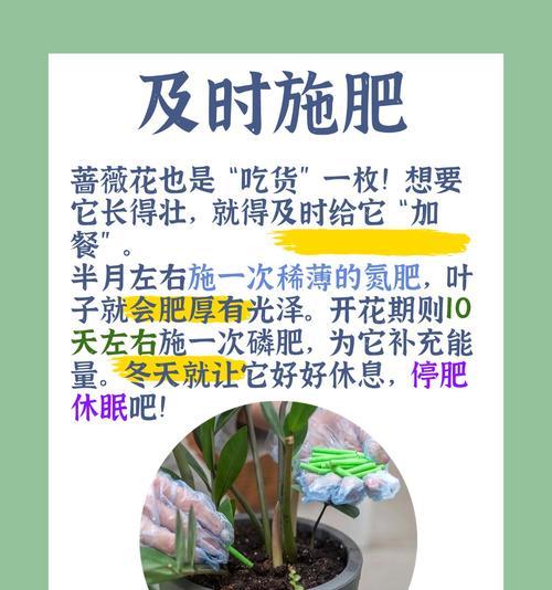 蔷薇花前施肥的正确方法是什么？