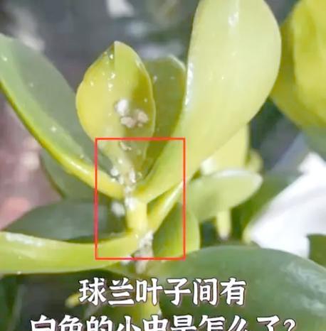 岩兰叶子发黄怎么办呢？如何进行处理？