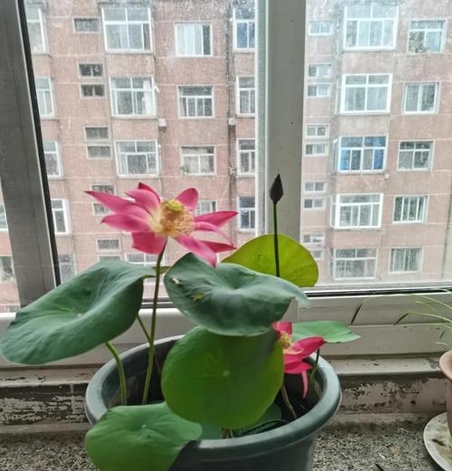 阳台碗莲栽培的关键技术要点是什么？