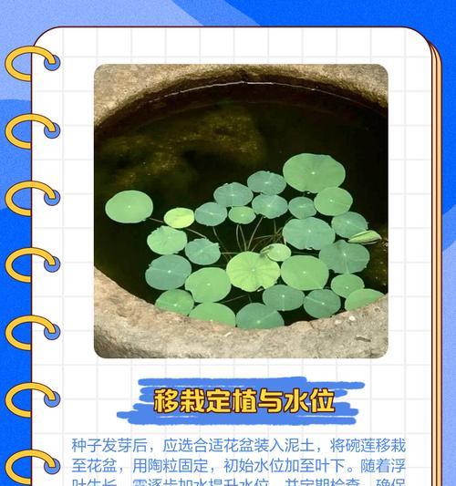 阳台碗莲栽培的关键技术要点是什么？