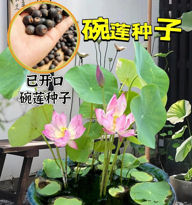 阳台碗莲栽培的关键技术要点是什么？