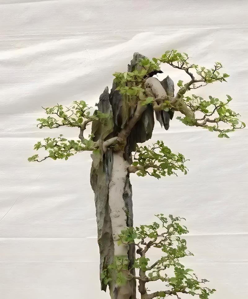 盆景选购指南：如何挑选自选盆景？