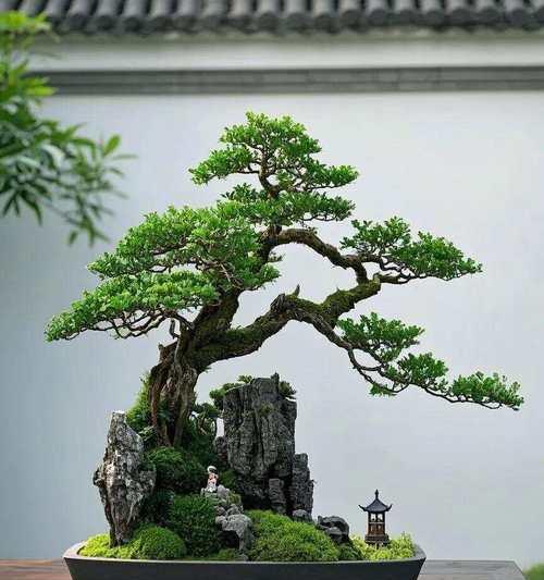 盆景选购指南：如何挑选自选盆景？