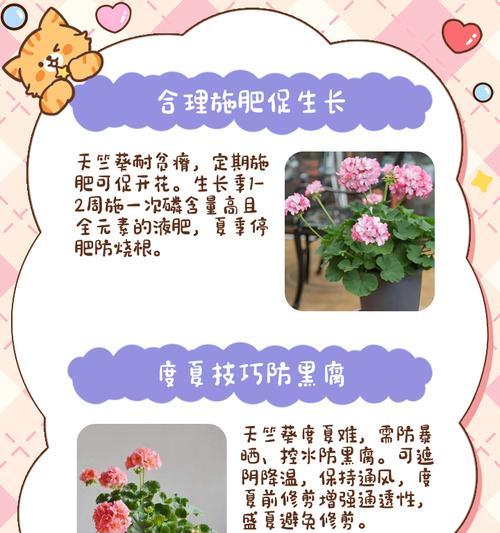 天竺葵肥料选择指南？哪种肥料最适合天竺葵？