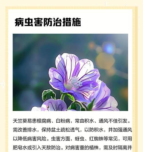 天竺葵肥料选择指南？哪种肥料最适合天竺葵？