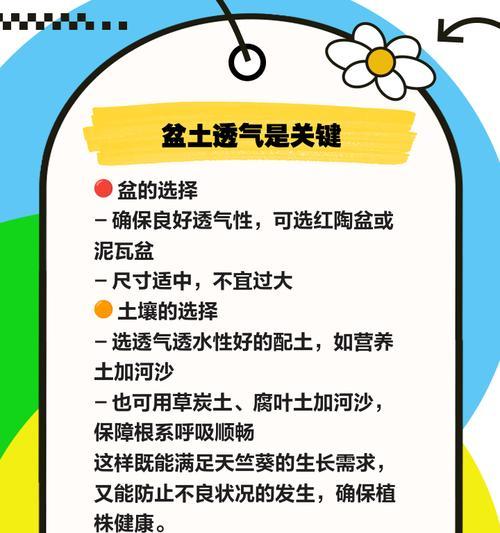 天竺葵肥料选择指南？哪种肥料最适合天竺葵？