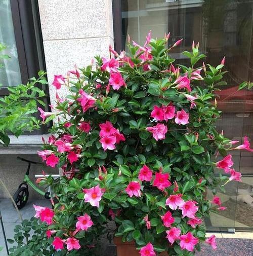 山西地区阳台适合种植哪些花卉？