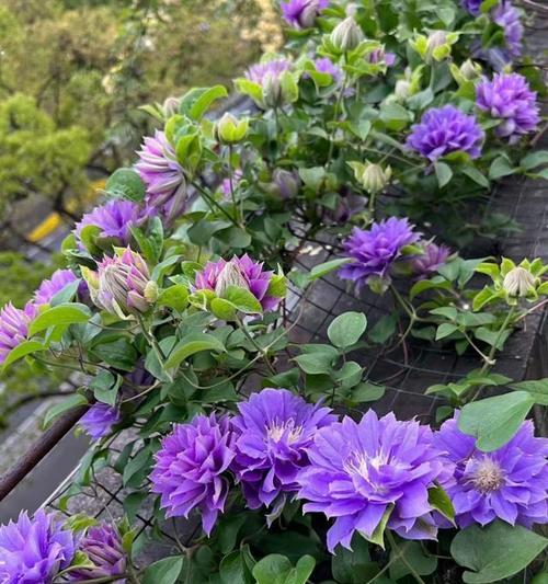 山西地区阳台适合种植哪些花卉？