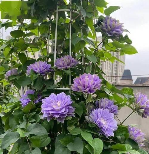 山西地区阳台适合种植哪些花卉？