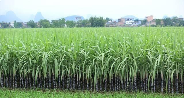 甘蔗如何自制膨大剂肥料？自制肥料的步骤和效果如何？