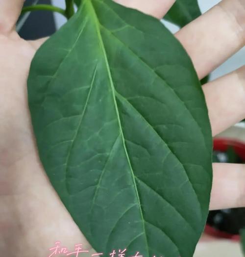 自制竹叶肥料的方法有哪些？