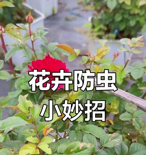 月季蚜虫喷剂的正确使用方法是什么？