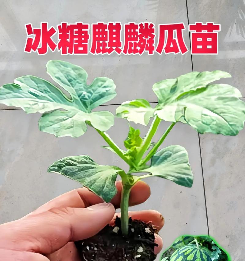 盆景种西瓜的种植技巧是什么？