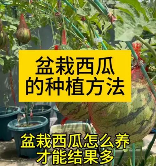 盆景种西瓜的种植技巧是什么？