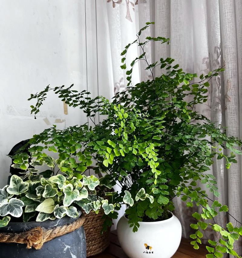 阳台水缸室内养什么花？适合水培的植物推荐？