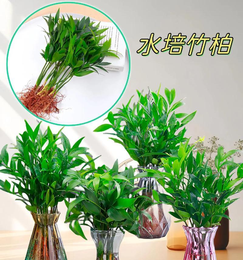 阳台水缸室内养什么花？适合水培的植物推荐？