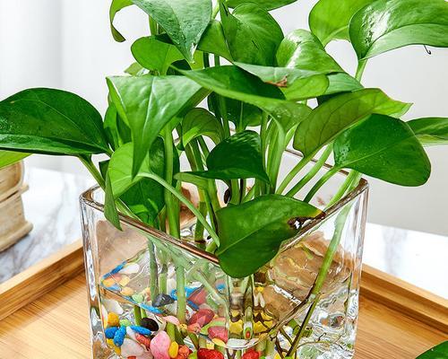 阳台水缸室内养什么花？适合水培的植物推荐？