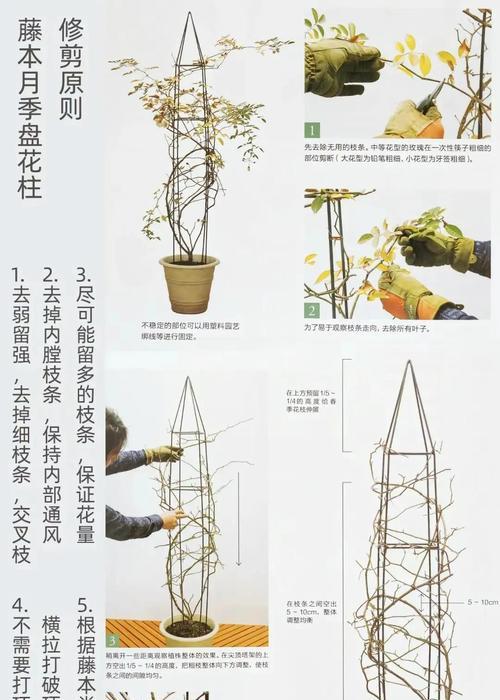 月季攀爬石柱的技巧是什么？