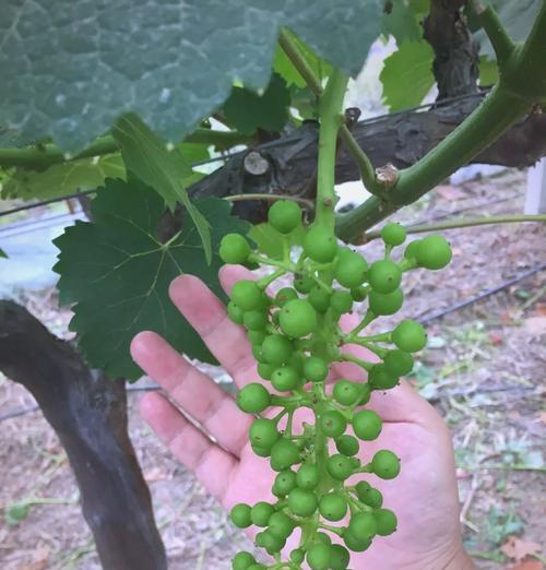 沙土葡萄栽培的技术要点是什么？