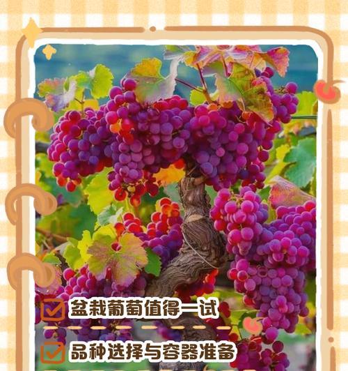 沙土葡萄栽培的技术要点是什么？