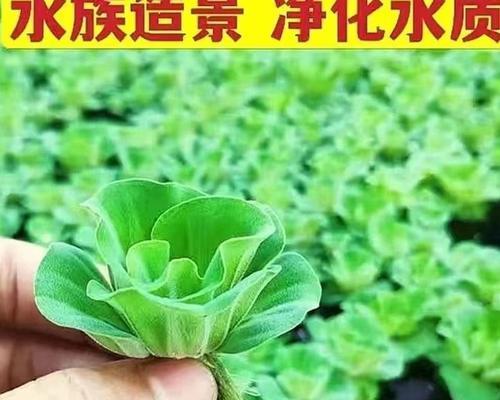 迷你缸适合哪些水生植物？