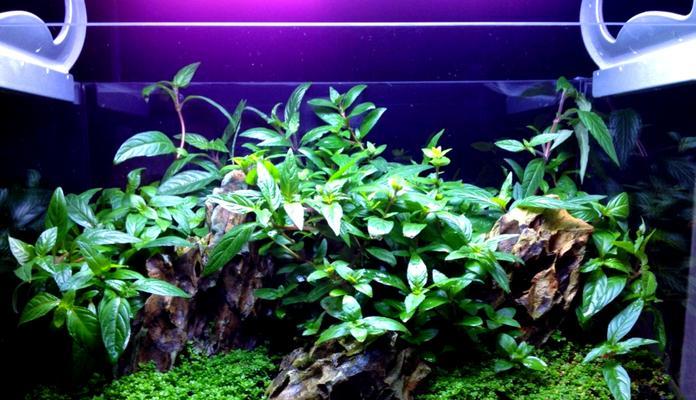 迷你缸适合哪些水生植物？