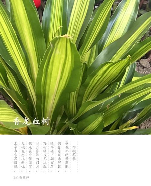 龙血树新叶黄枯原因及解决方法？