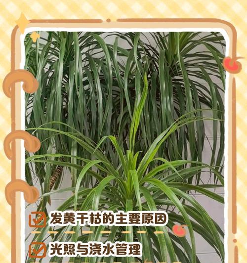 龙血树新叶黄枯原因及解决方法？
