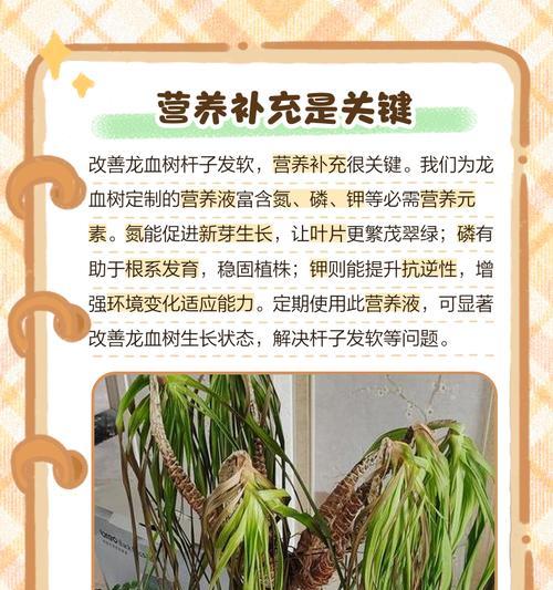 龙血树新叶黄枯原因及解决方法？