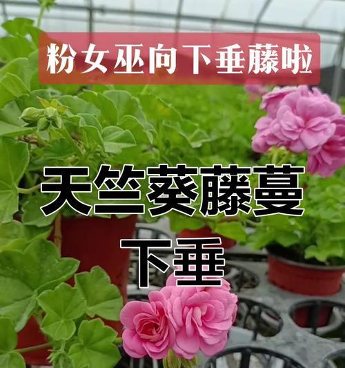 天竺葵为啥长的高呢怎么回事？生长过快的原因是什么？