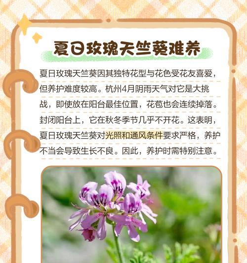 天竺葵为啥长的高呢怎么回事？生长过快的原因是什么？