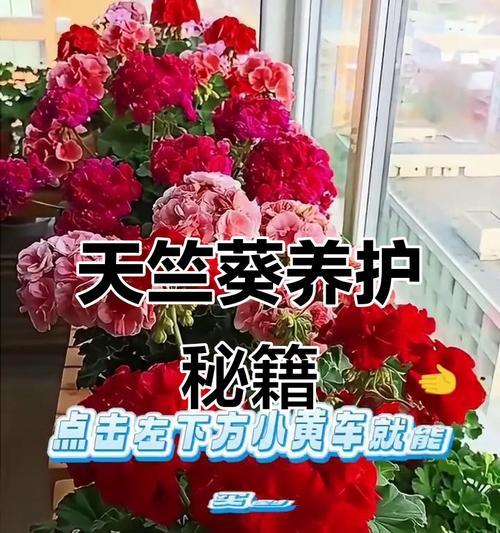 花天竺葵的养护方法是什么？