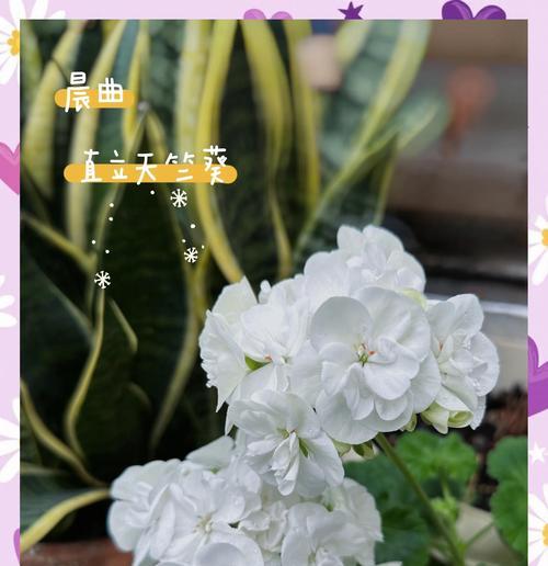 花天竺葵的养护方法是什么？