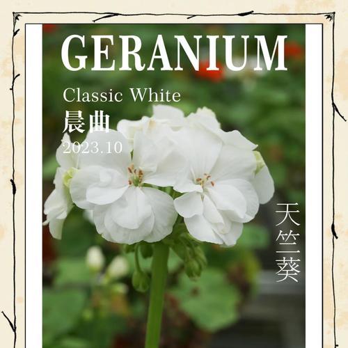 花天竺葵的养护方法是什么？