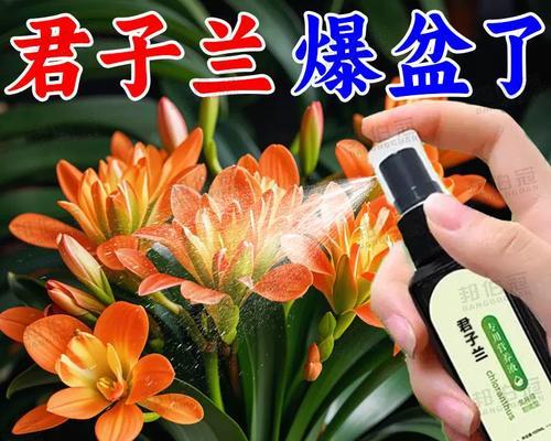 君子兰叶子发黄如何急救？
